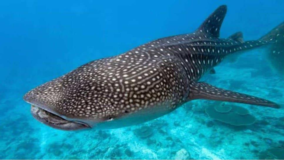 Tiburón ballena en La Paz, BCS; ¿cuánto cuestan los paseos para ir a verlos?