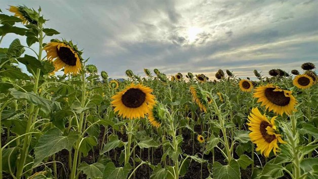 Imagen Placeholder Imagen Placeholder