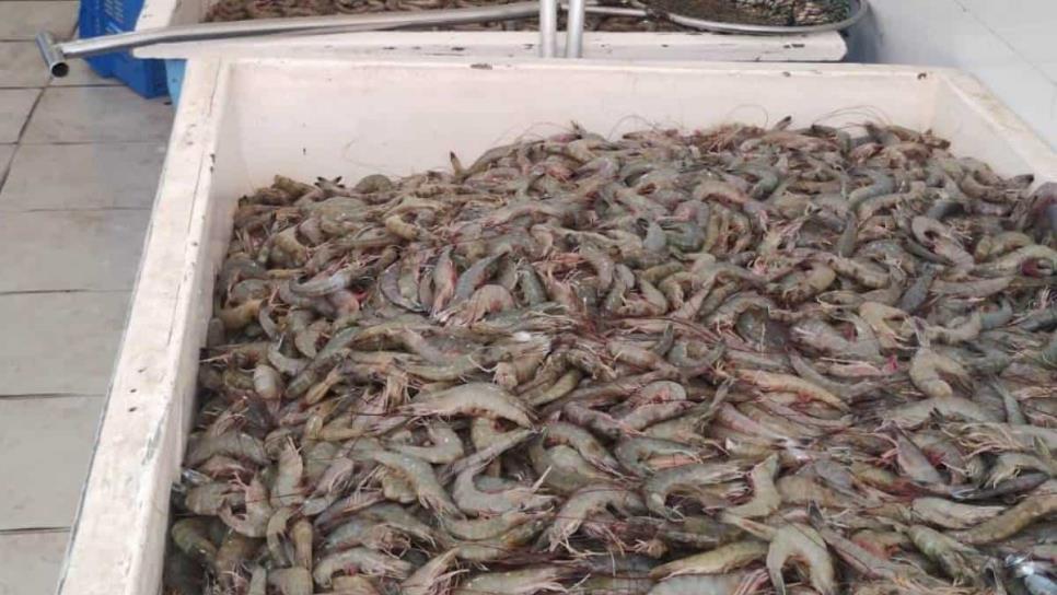 Reaviva la economía en campos pesqueros de Ahome y Guasave con la pesca de camarón