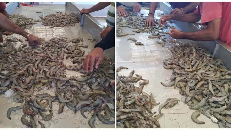 FOTO: Camarón de Topolobampo.