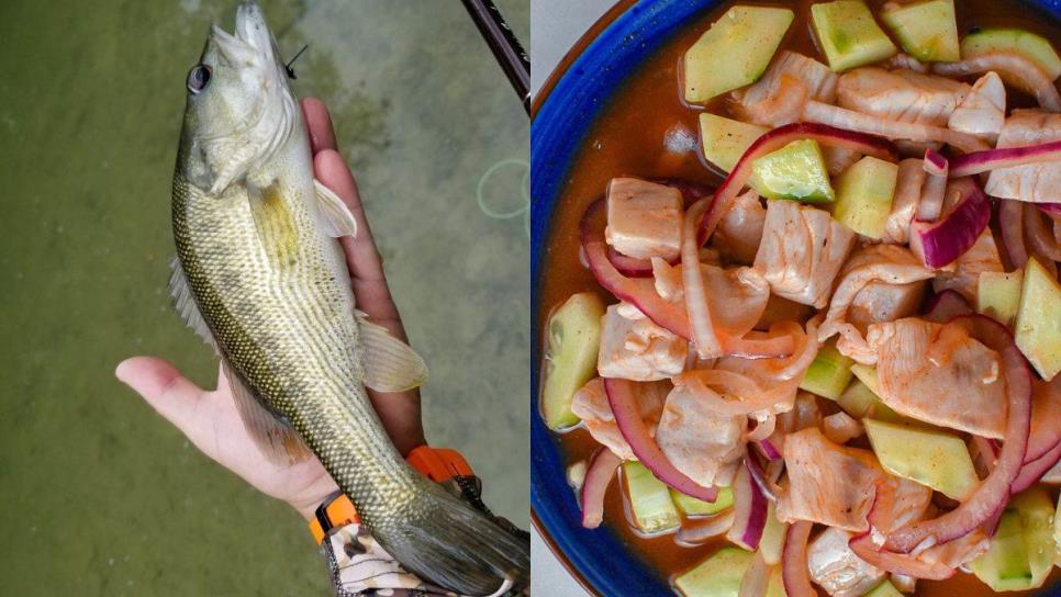 ¿Cuánto cuestan los callos de lobina y cuál es la manera más deliciosa de prepararlos?