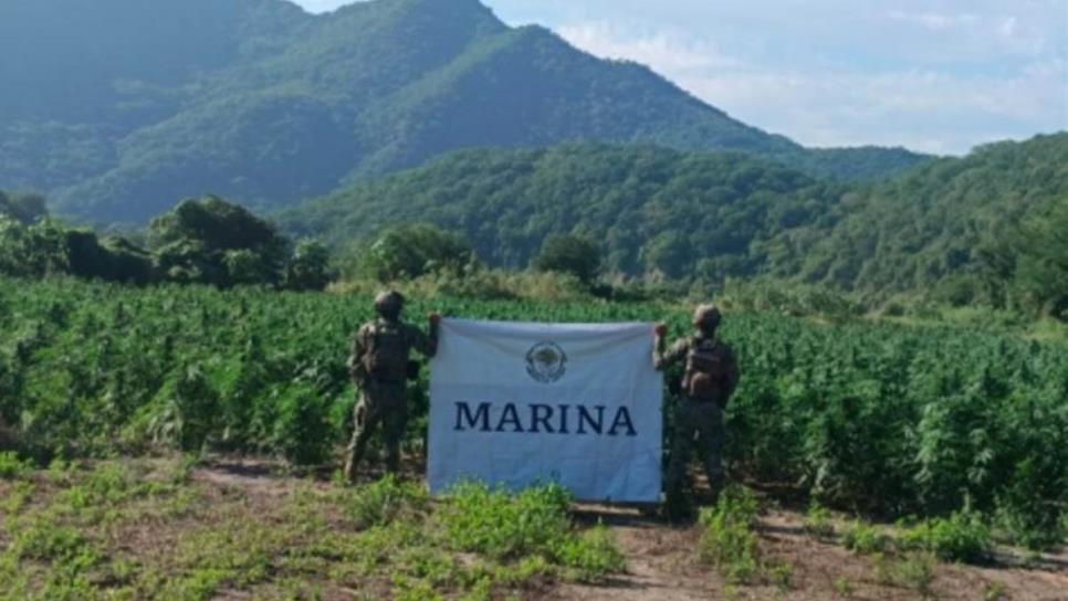 Marina localiza y destruye 132 toneladas de plantas de mariguana en Tamazula, Durango