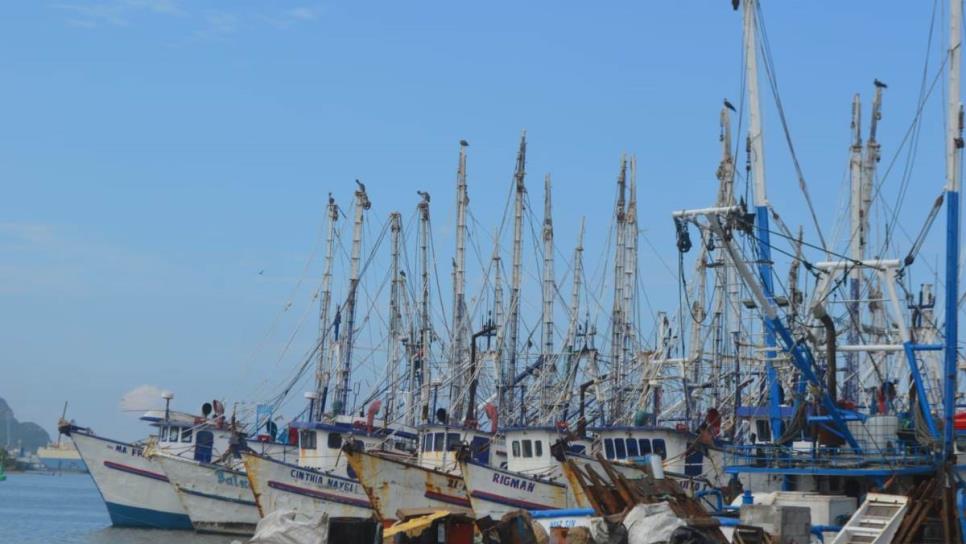 En Mazatlán solo el 30% de los barcos saldrá a pescar camarón este 17 de octubre