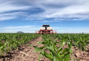 Productores de Sinaloa se registran al programa de apoyo de maíz de SEGALMEX 