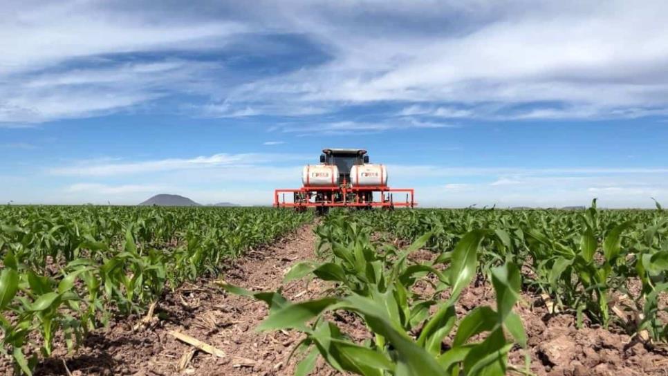 Productores de Sinaloa se registran al programa de apoyo de maíz de SEGALMEX 