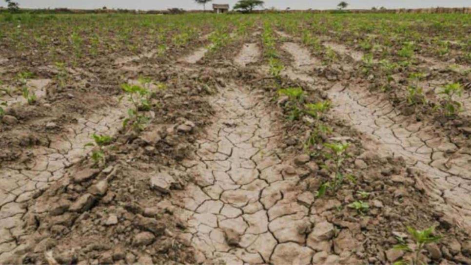 El Carrizo enfrentará la peor restricción de agua agrícola