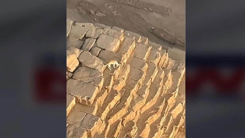 Increíble hazaña de un perrito en la Gran Pirámide de Giza