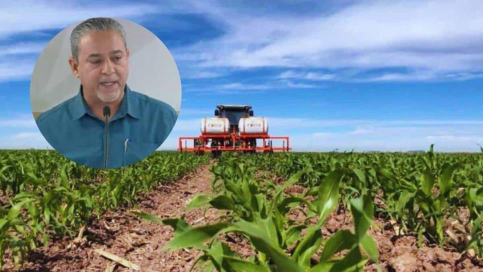 Inicia validación de facturas de trigo en Sinaloa, pago será inmediato: SAyG