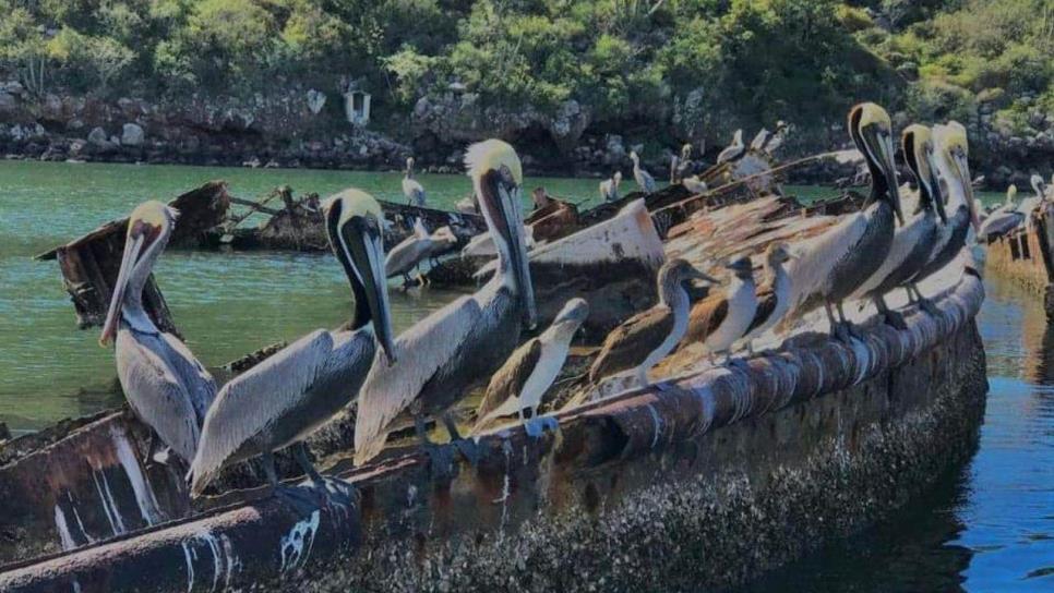 Topolobampo tiene un cementerio de barcos y no lo sabías: ¿Dónde está y cómo llegar?