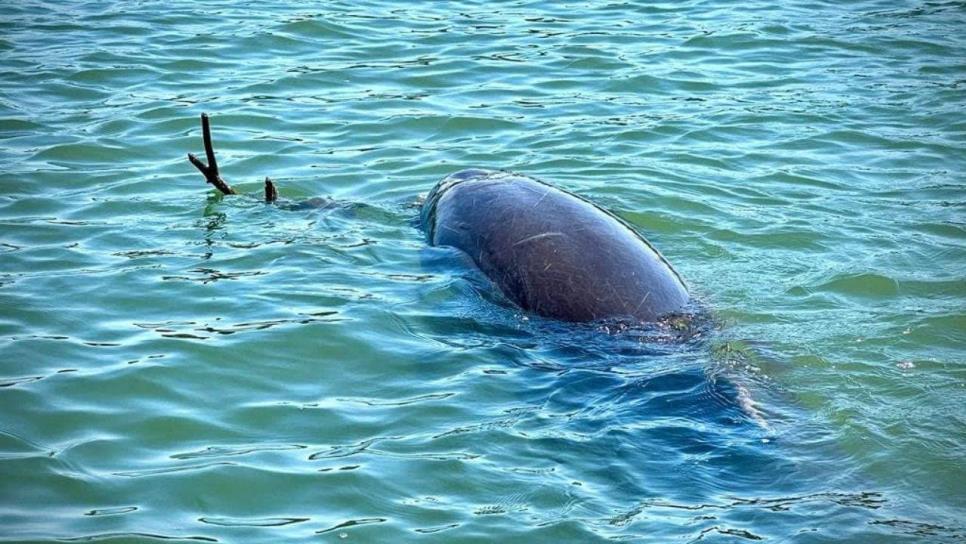 Conoce el delfín más famoso de Sinaloa que se deja mimar por quienes lo visitan