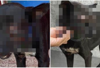 Asfixian a perrita hasta sacarle los ojos en Los Mochis