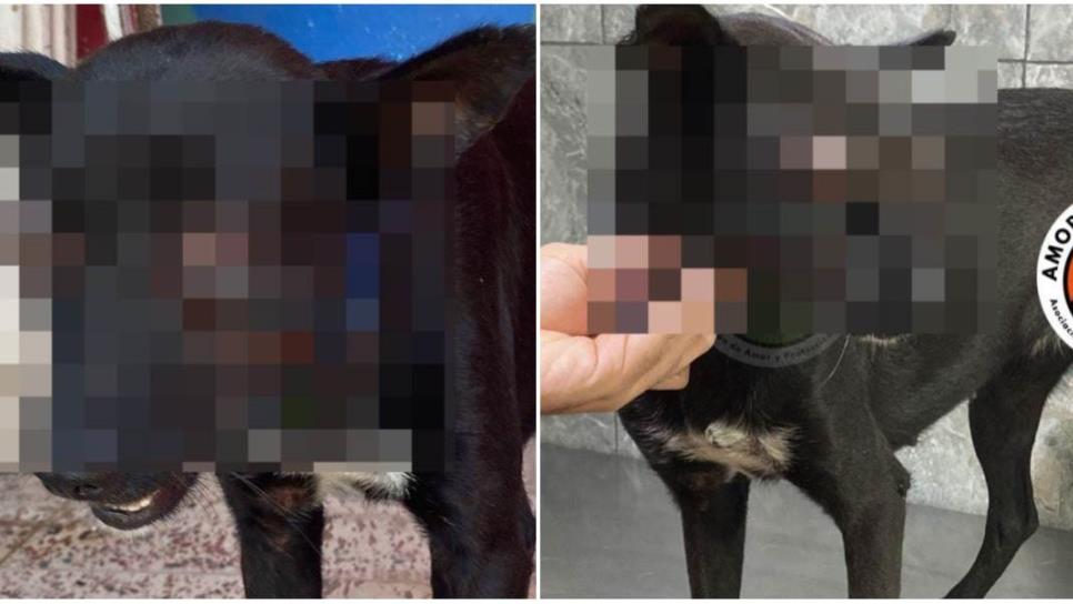 Asfixian a perrita hasta sacarle los ojos en Los Mochis