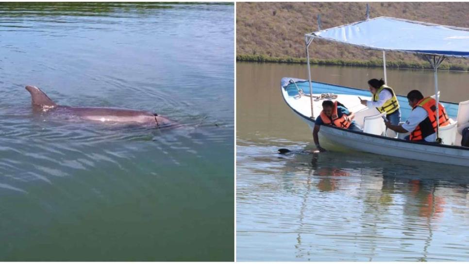 El Pechocho: ¿por qué se llama así el delfín más famoso de Sinaloa?