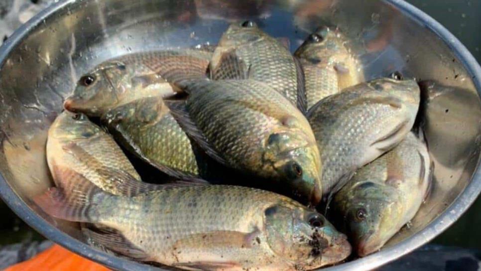 ¿En verdad no se debe comer tilapia? Esto dice una nutrióloga