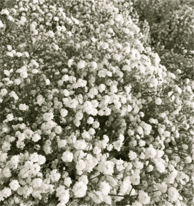 Imagen Placeholder Imagen Placeholder