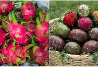 Pitaya o pitahaya: ¿cuál es la fruta en el escudo de Sinaloa?