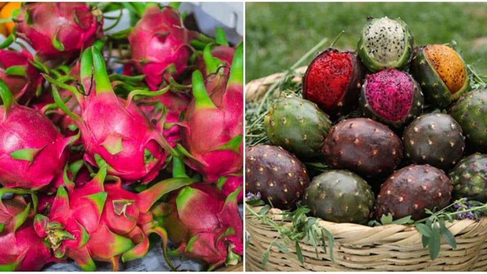 Pitaya o pitahaya: ¿cuál es la fruta en el escudo de Sinaloa?