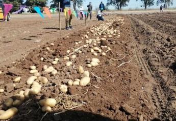 Siembra de papa aumenta en Sinaloa por sequía