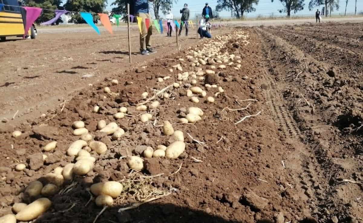 Siembra de papa aumenta en Sinaloa por sequía