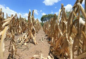 ¿Cuándo inicia la tecnificación del Valle del Fuerte?
