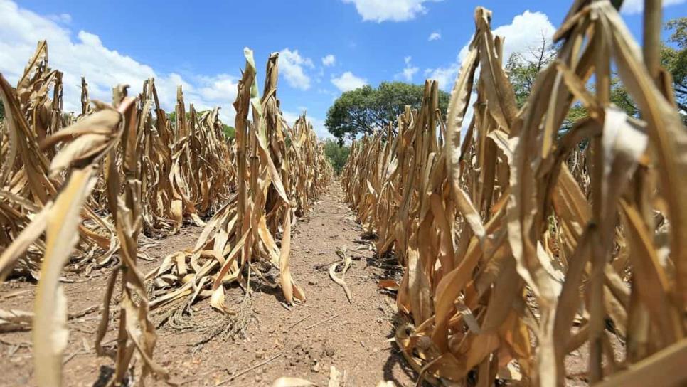 Distrito 075 en Sinaloa, el más castigado con restricciones de agua para el ciclo 2024-2025