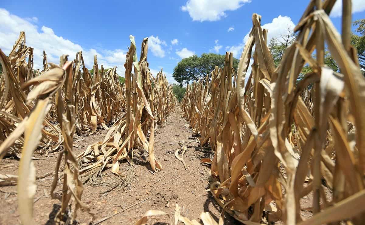 Distrito 075 en Sinaloa, el más castigado con restricciones de agua para el ciclo 2024-2025