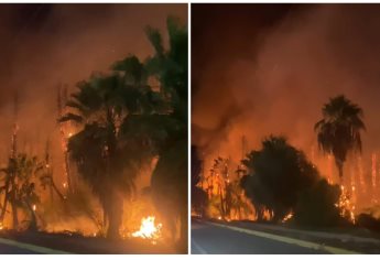 Incendio en palmeras en el CUM de Los Mochis moviliza a bomberos