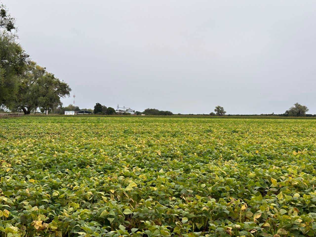 Frijoleros de Sinaloa esperan alcanzar precio de 27 pesos por kilo: El Rey del Frijol