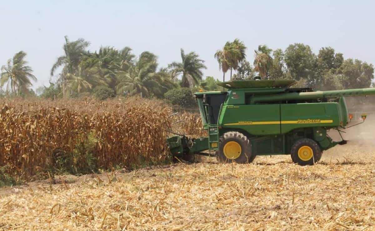 Sinaloa enfrenta la peor crisis agrícola: productores buscan apoyo urgente del gobierno