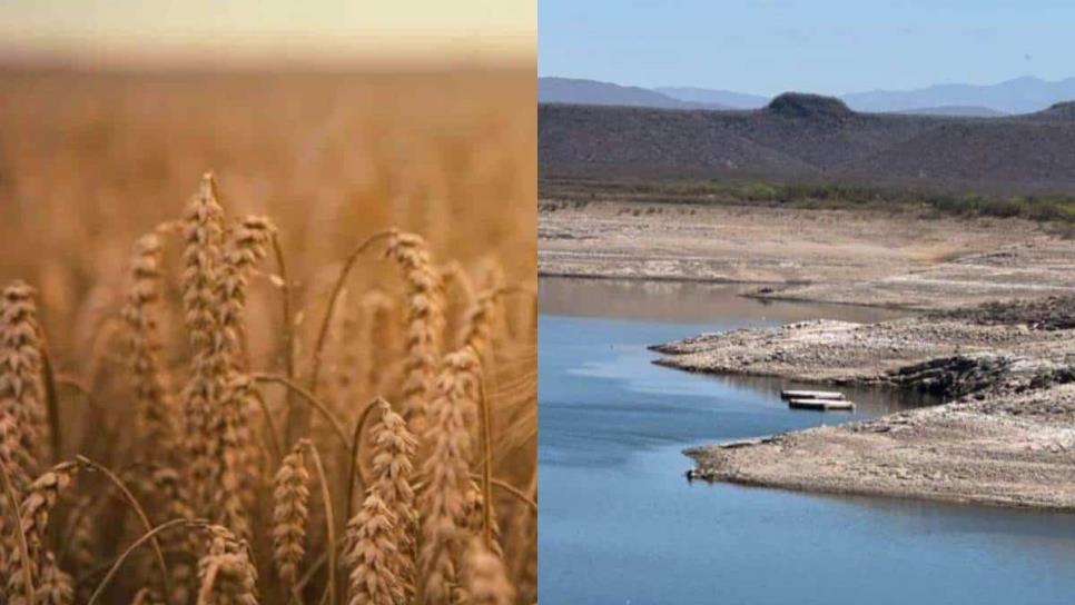 Productores de Sinaloa se preparan para sembrar trigo, pero no hay suficiente agua