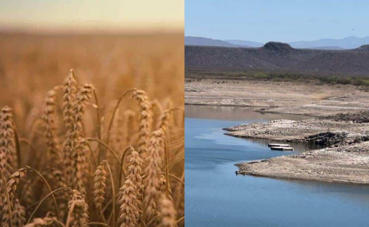 Productores de Sinaloa se preparan para sembrar trigo, pero no hay suficiente agua