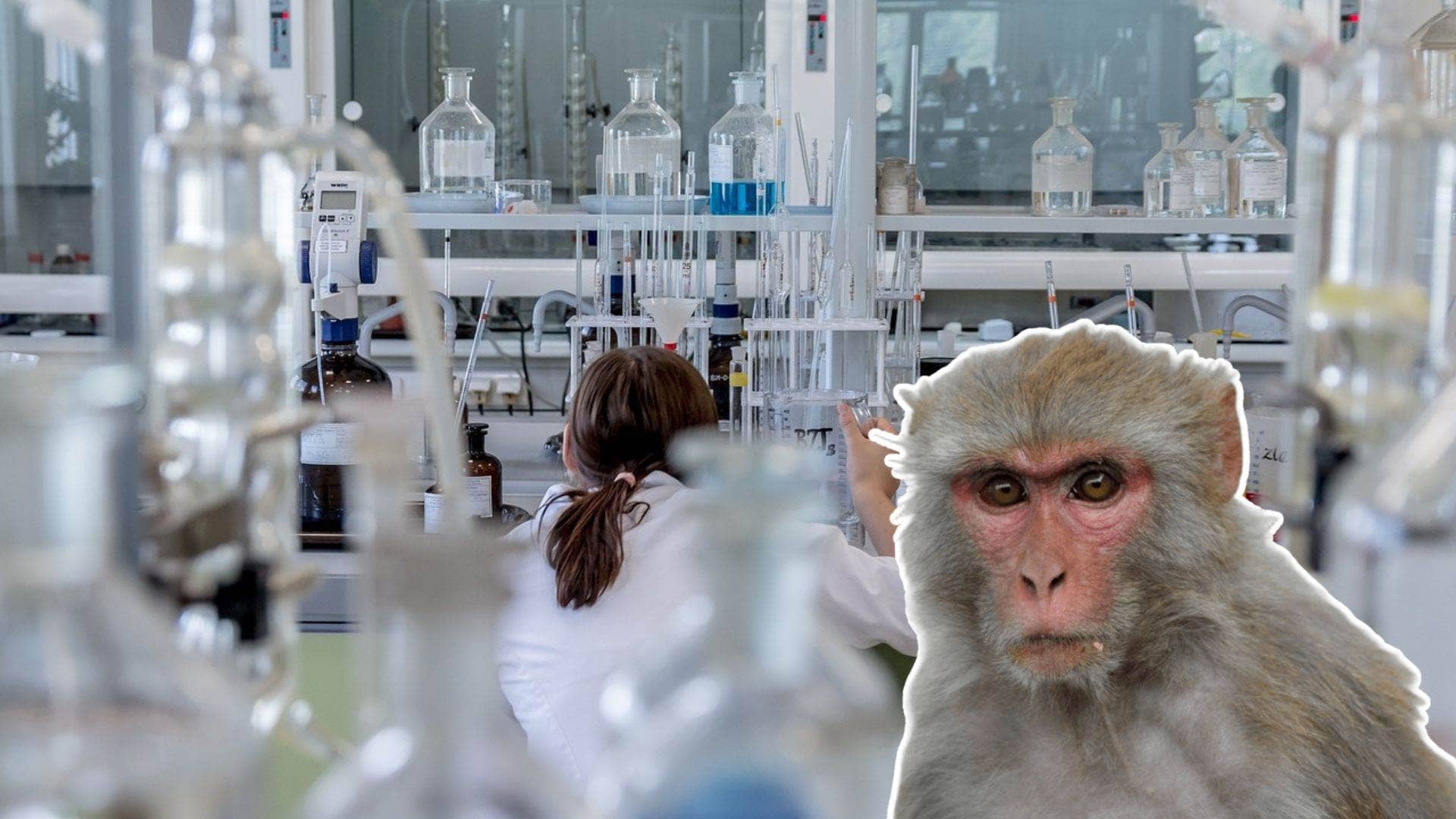 ¿César eres tú? 43 monos escapan de un laboratorio médico de investigaciones