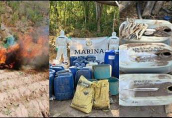 Marina y FGR localizan y destruyen laboratorio clandestino y plantío de mariguana en Cosalá