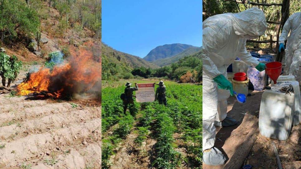 Marina y FGR localizan y destruyen laboratorio clandestino y plantío de mariguana en Cosalá