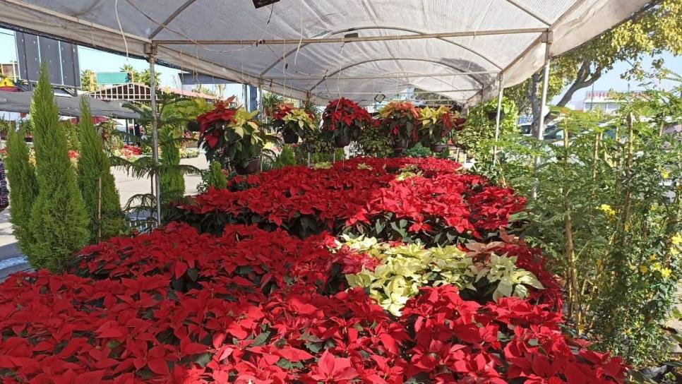 ¡Huele a navidad! Ya llegó la flor de Nochebuena y en estos lugares la puedes encontrar en Mazatlán 