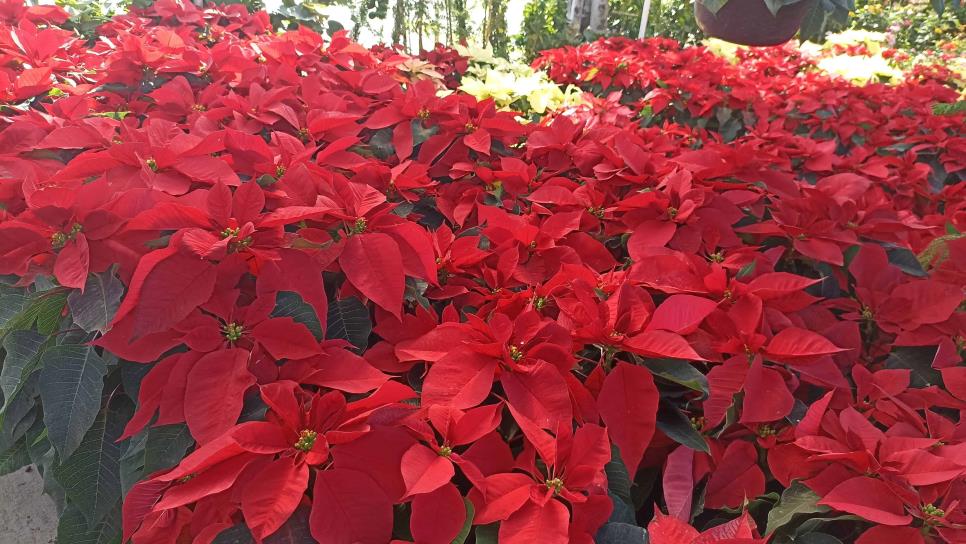 ¿Cuánto cuesta una planta de Nochebuena y en dónde comprarla en Mazatlán?