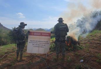 Marina destruye plantío de más de 22 mil plantas de marihuana, en Culiacán