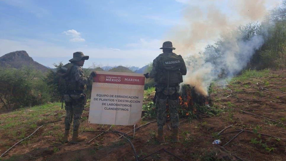 Marina destruye plantío de más de 22 mil plantas de marihuana, en Culiacán