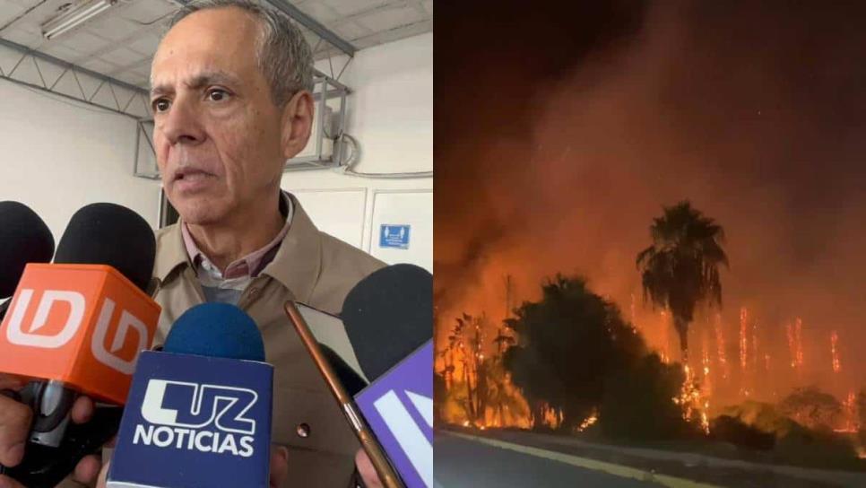 Grupo de jóvenes pirómanos, presuntos responsables de incendios de palmeras en Los Mochis