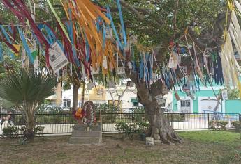 Lo conocen como el “Árbol de la Vida” en honor a los desaparecidos de Mazatlán