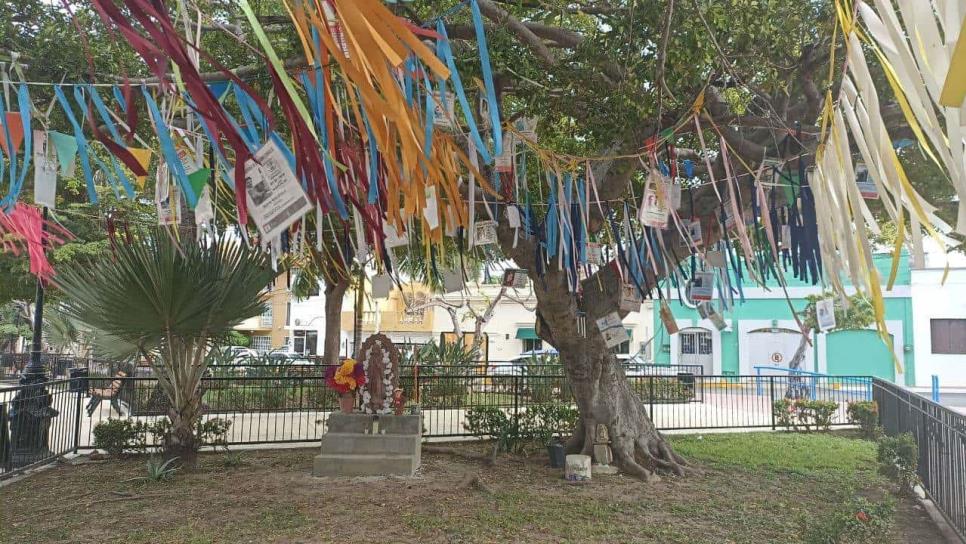 Lo conocen como el "Árbol de la Vida" en honor a los desaparecidos de Mazatlán