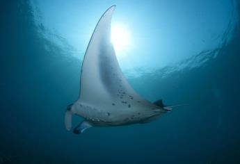 Así fueron capturadas dos mantarrayas gigantes en playas de Mazatlán | VIDEO