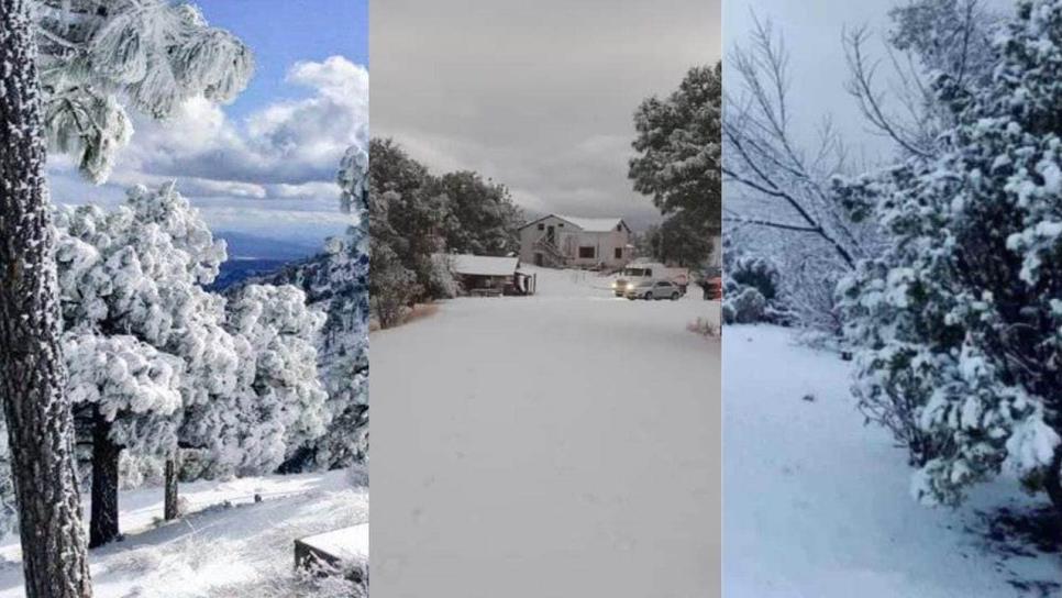 Nevada en Sonora: así luce la sierra de Yécora, todo un hermoso paisaje invernal | VIDEO