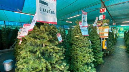 Llegan pinos naturales navideños a Mazatlán: ¿Cuánto cuestan y dónde comprarlos?