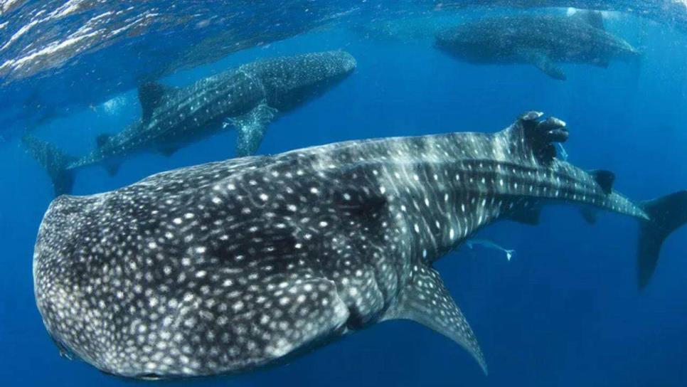 Tiburón Ballena en La Paz, BCS; ¿Cuánto cuesta un tour para ir a ver este majestuoso ejemplar?