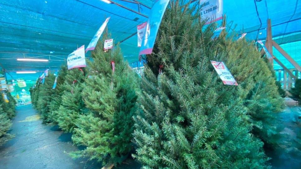 Pinos navideños naturales: ¿Cuánto cuesta el más barato y dónde puedes comprarlo?