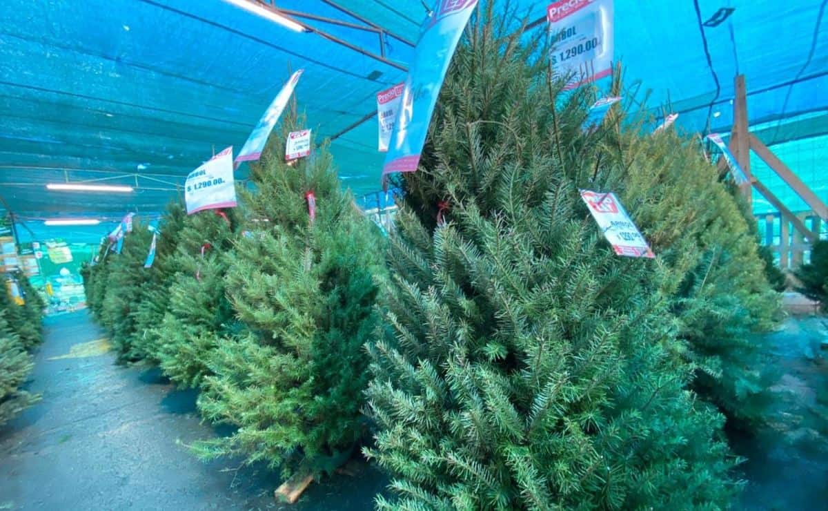 Pinos navideños naturales: ¿Cuánto cuesta el más barato y dónde puedes comprarlo?