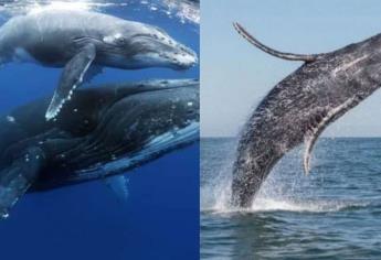 ¿Cuándo llegan las ballenas grises a BCS? Fechas y tours para verlas