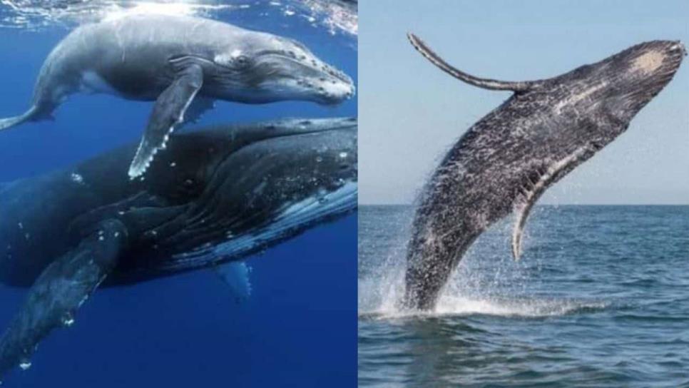 ¿Cuándo llegan las ballenas grises a BCS? Fechas y tours para verlas