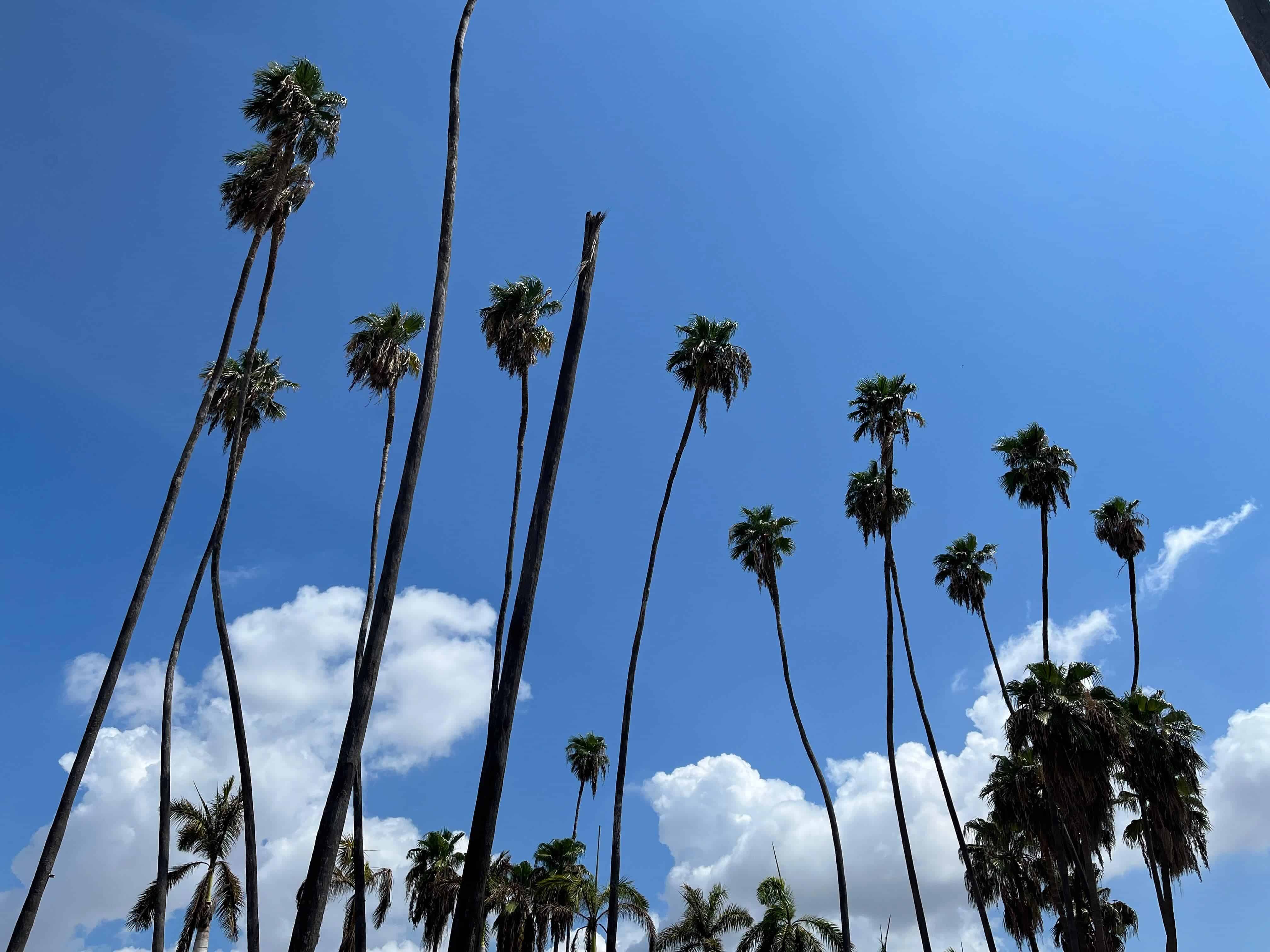 Clima este viernes, 29 de noviembre, en Los Mochis: cielos nubosos y temperaturas moderadas